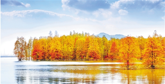 临安青山湖水上森林