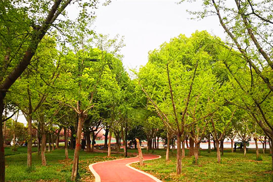 桂花公園綠樹成蔭